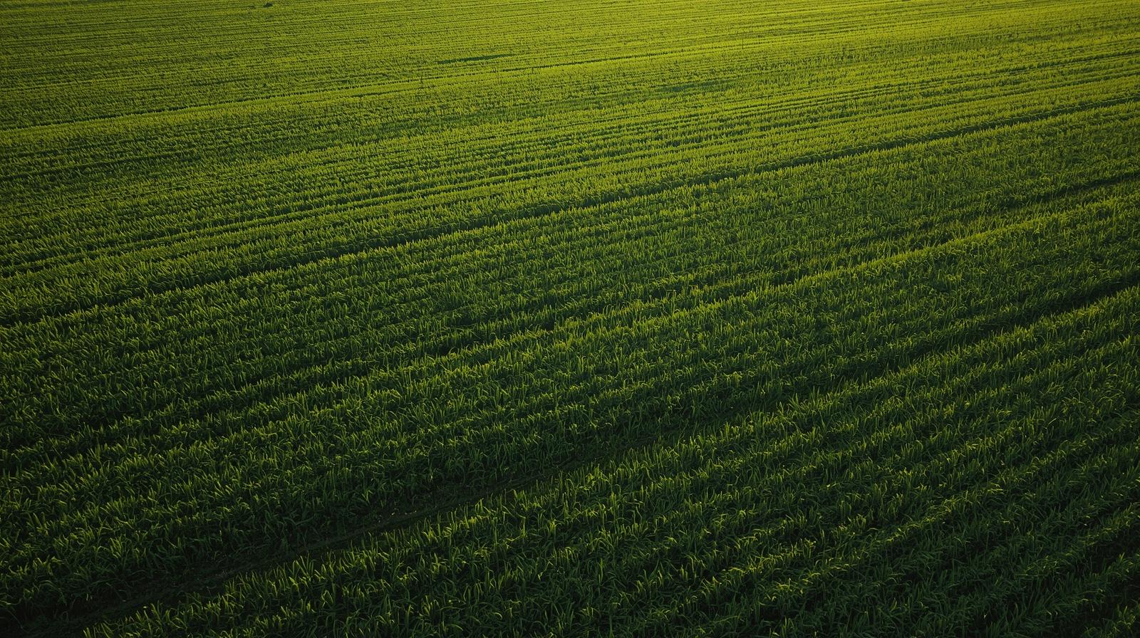cultivo