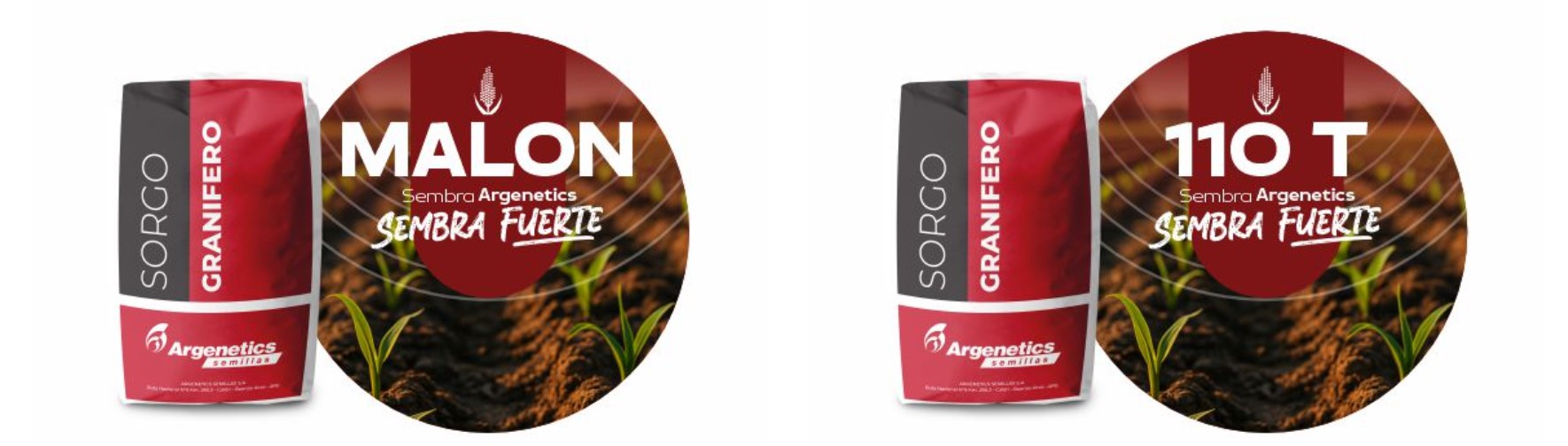 Sorgo