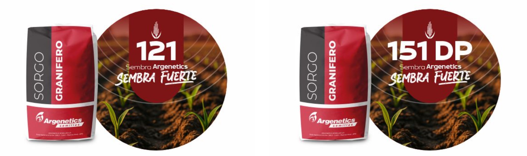 Sorgo