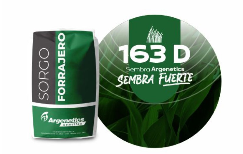 Sorgo